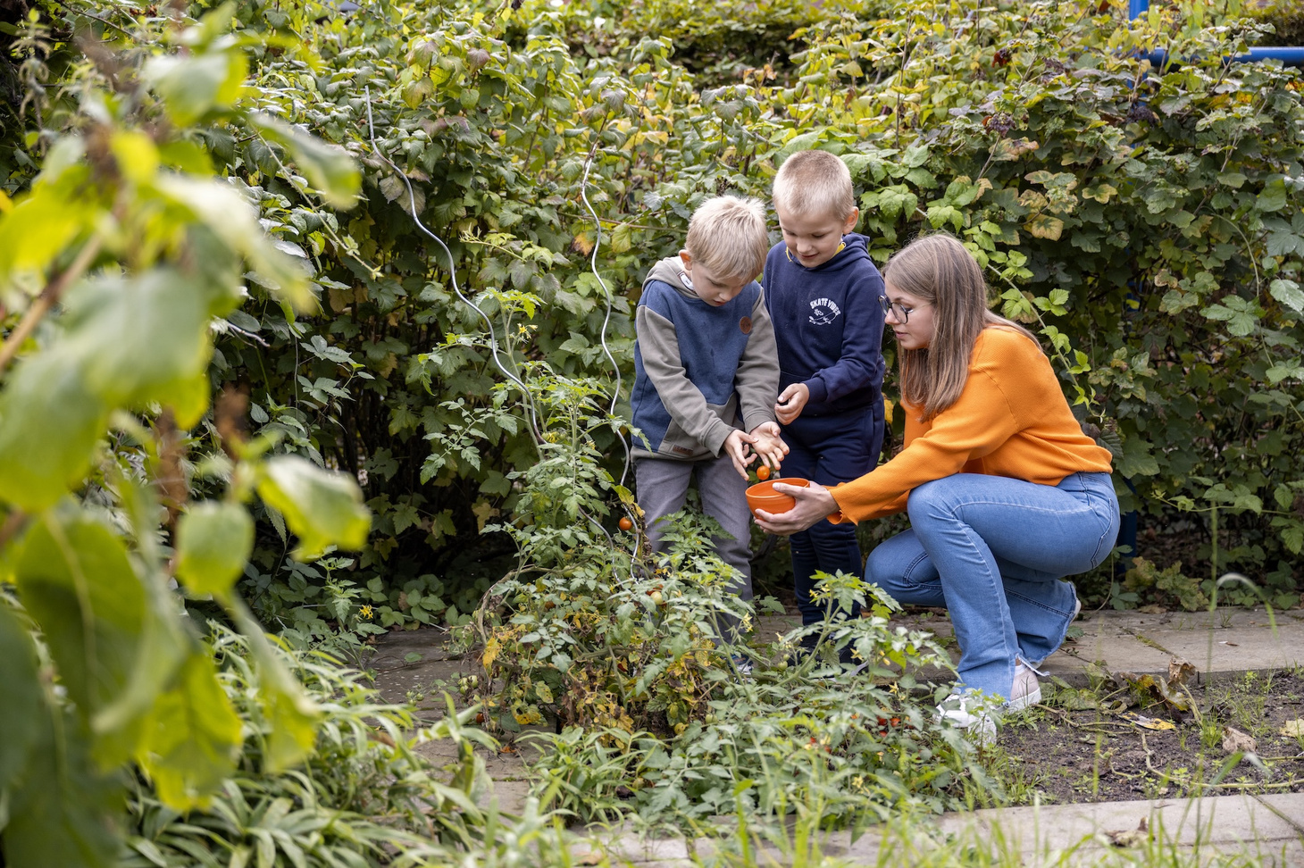 Zwei Kinder und eine PM pflücken Tomaten im Gemüsegarten.