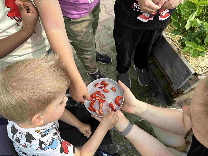 mehrere Kinder piksen kleine Erdbeerstückchen auf, um sie zu probieren.