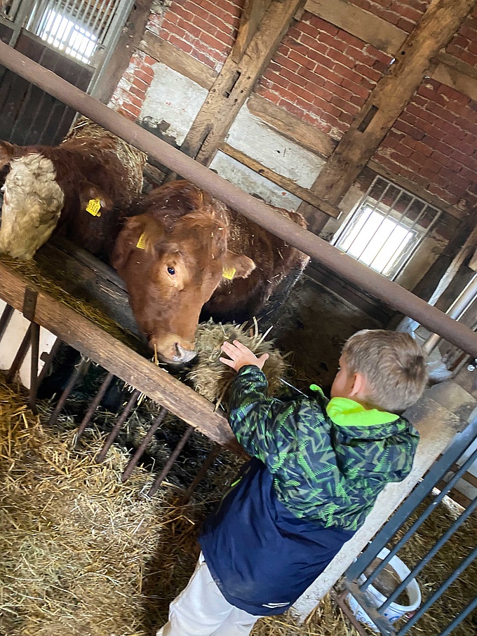 Ein Schüler füttert Kühe mit Stroh.