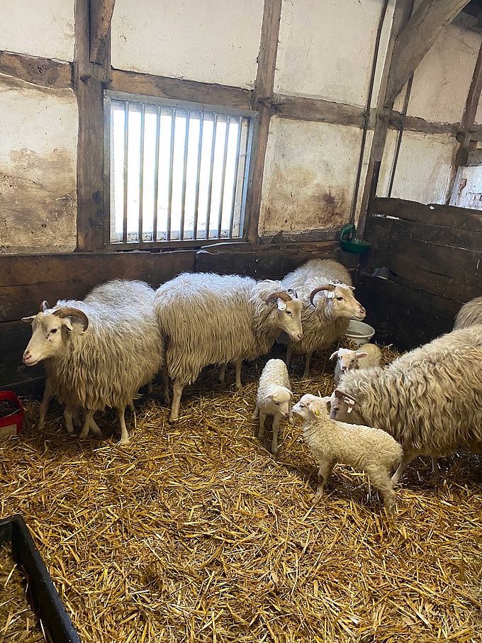 Mehrere Schafe und Lämmer in ihrem Stall.